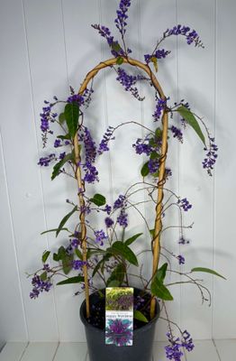 Hardenbergia violacea 'Happy Wanderer' (Happy Wanderer) – 5L Pot