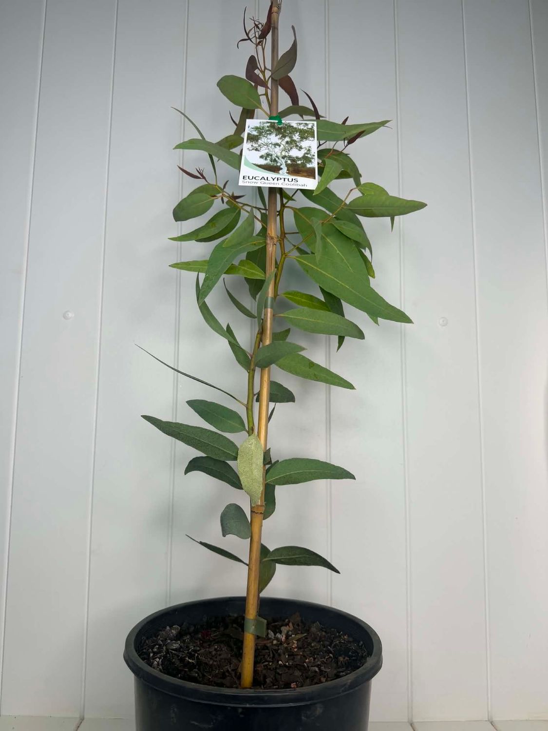 Eucalyptus victrix 'Snow Queen' – 200mm