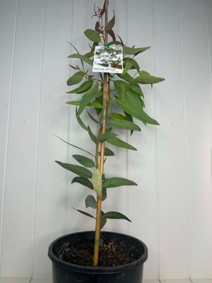 Eucalyptus victrix 'Snow Queen' – 200mm