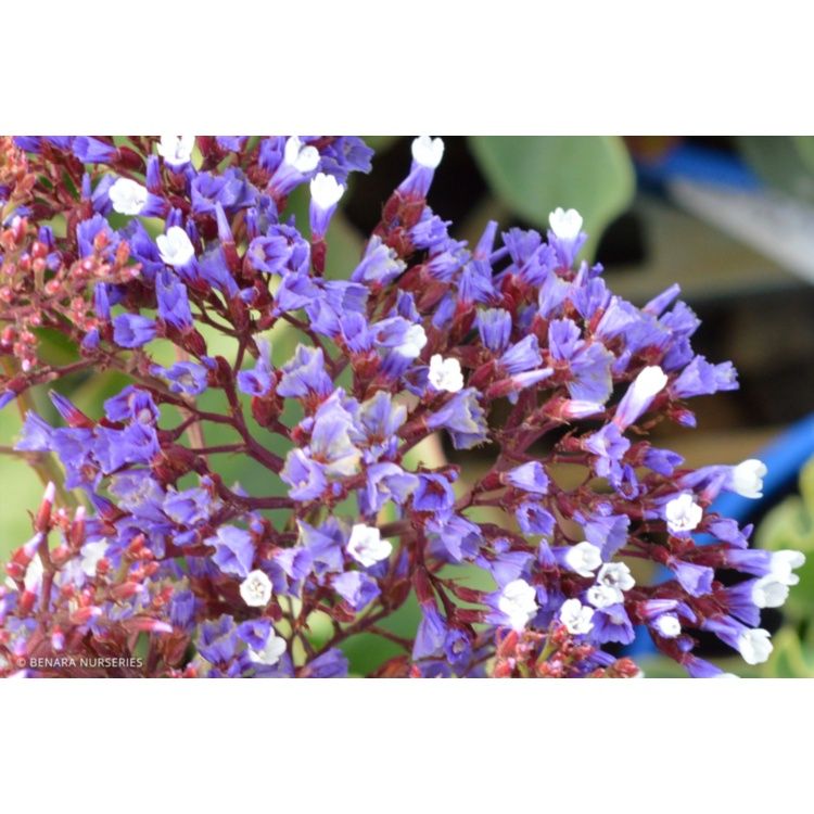 Limonium - Perezii Blue (Statice) - 140ml