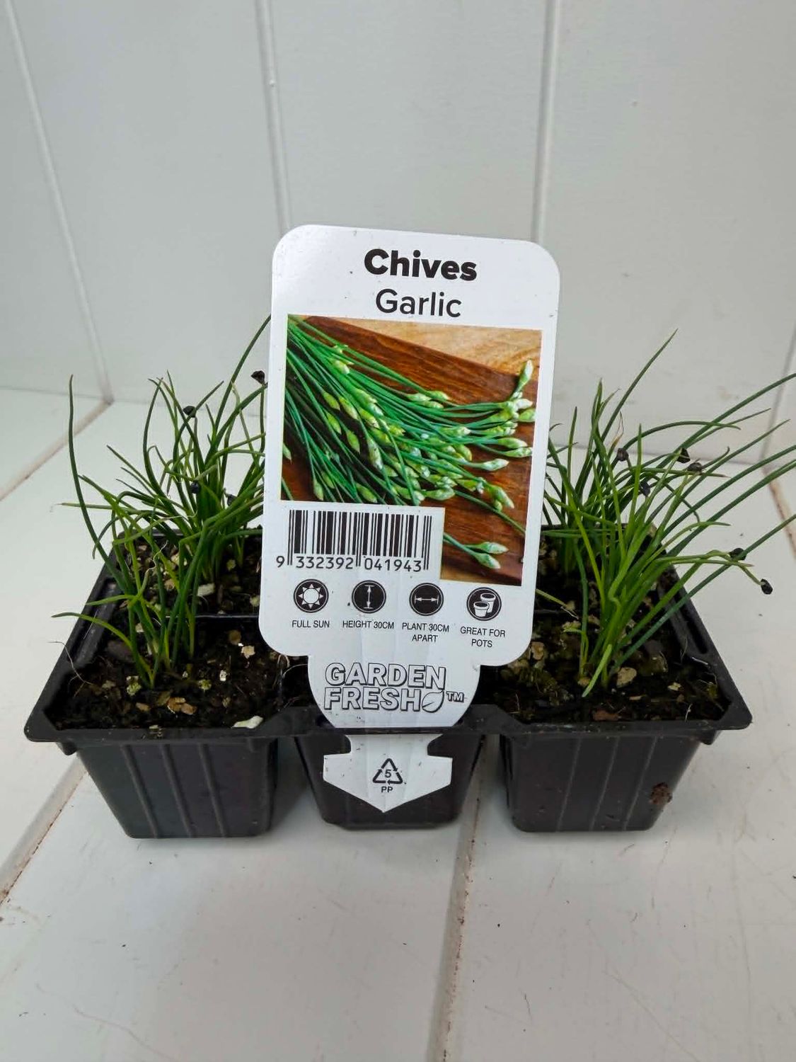Garlic Chives – Seedling Punnet