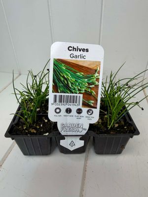 Garlic Chives – Seedling Punnet