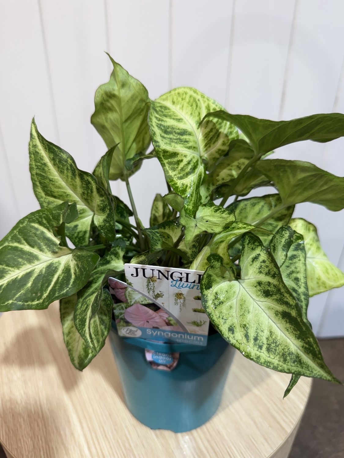 SYNGONIUM ROBUSTA - 140mm