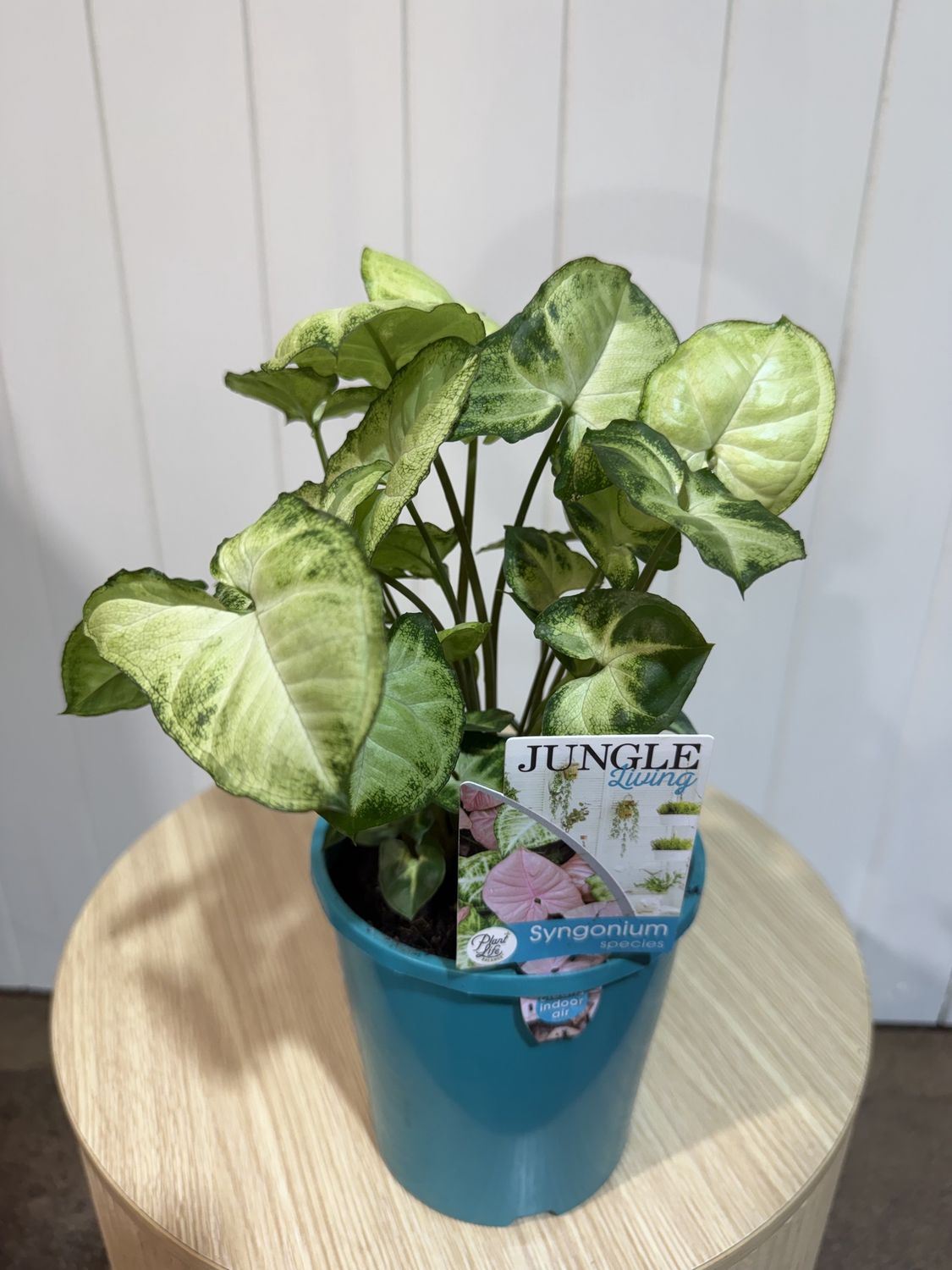 SYNGONIUM PIXIE 140mm