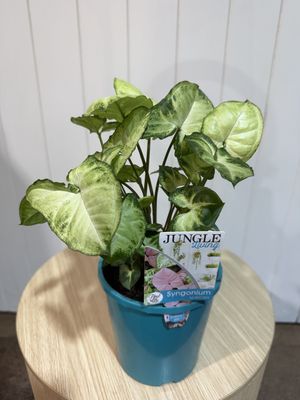 SYNGONIUM PIXIE 140mm