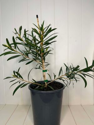 Callistemon 'Kings Park Special' (Bottlebrush) – 5L Pot