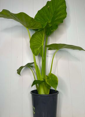 Alocasia macrorrhiza (Giant Taro / Elephant Ear) – 5L Pot