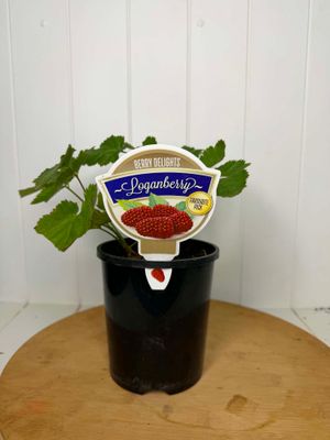 Rubus 'Loganberry' – 140mm Pot