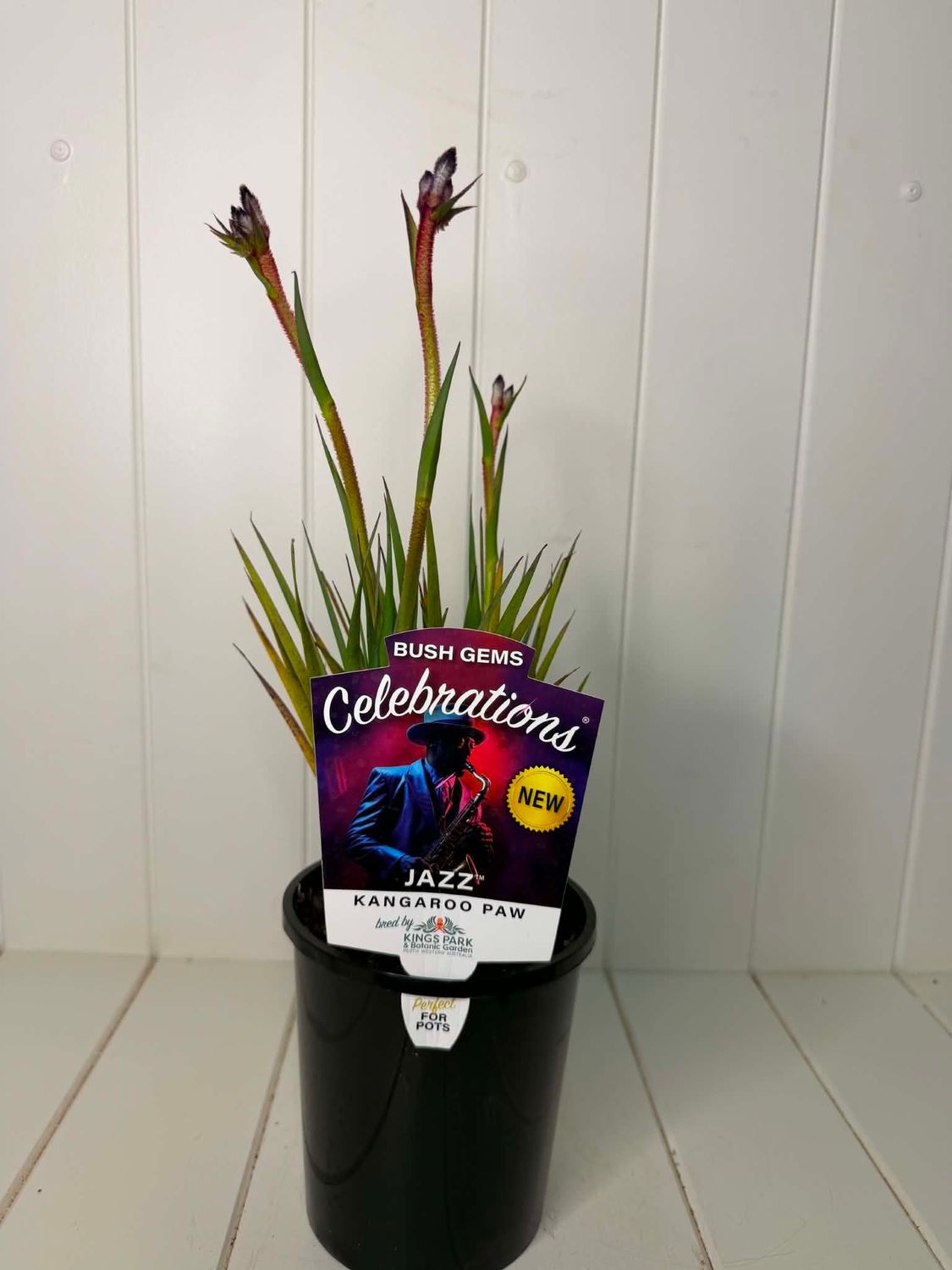 Anigozanthos 'Celebrations Jazz' (Kangaroo Paw) – 140mm Pot