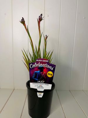 Anigozanthos 'Celebrations Jazz' (Kangaroo Paw) – 140mm Pot
