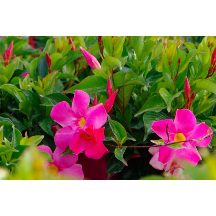 Dipladenia - Red Riding Hood Trellis - 14cm