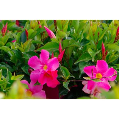 Dipladenia - Red Riding Hood Trellis - 14cm