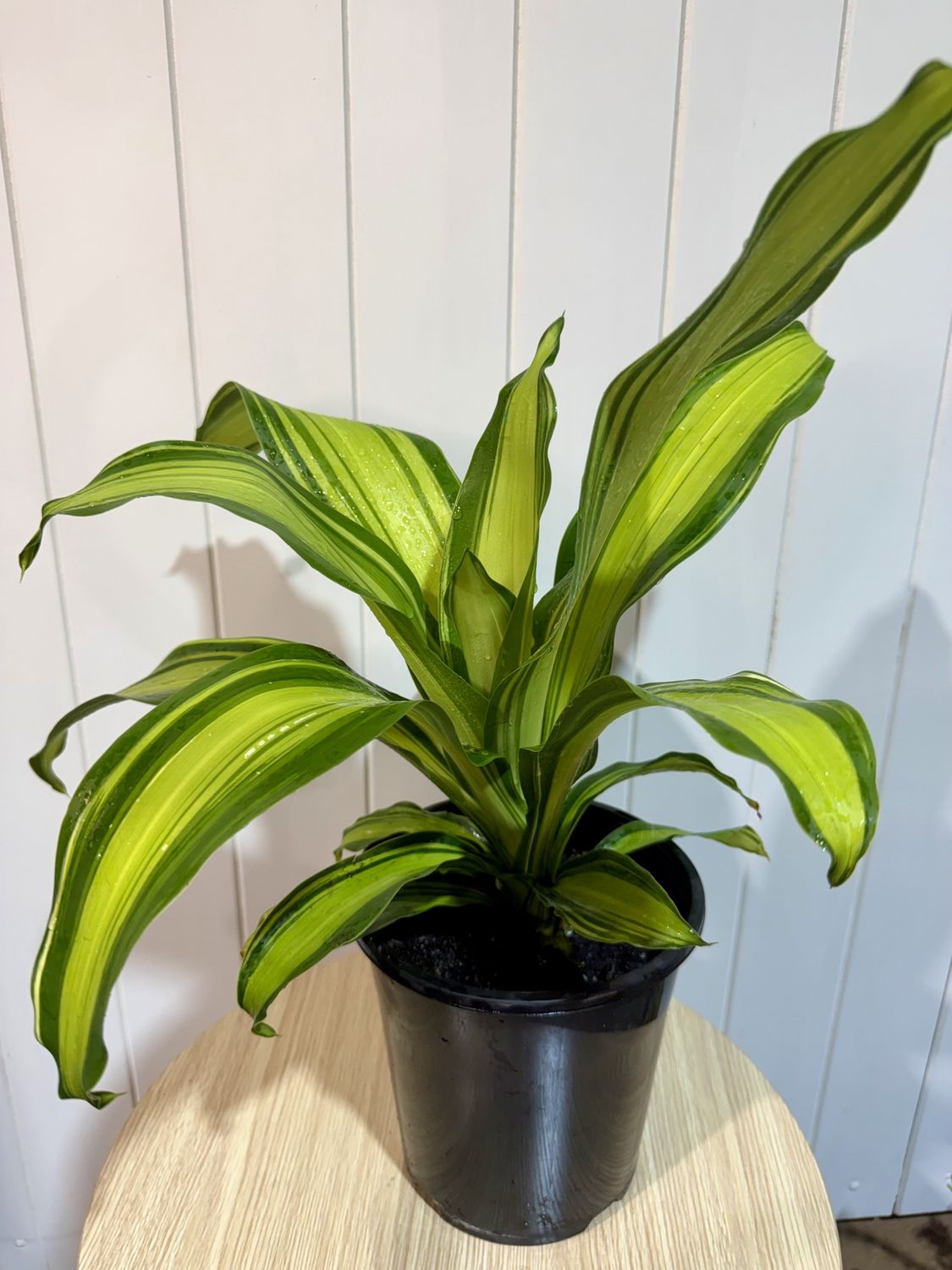 DRACAENA Fragrans Marley - Happy Plant- 18cm