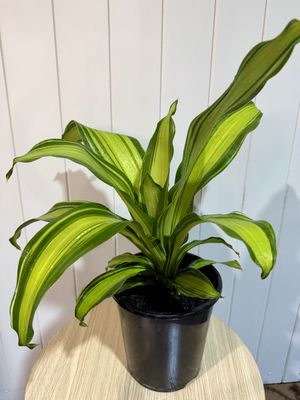 DRACAENA Fragrans Marley - Happy Plant- 18cm