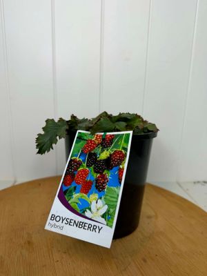 Rubus 'Boysenberry' - 140ml