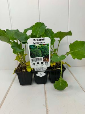 Broccoli 'Marathon' – Seedling Punnet