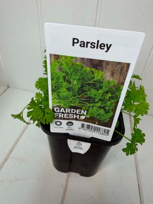 Parsley – Seedling Punnet Pot