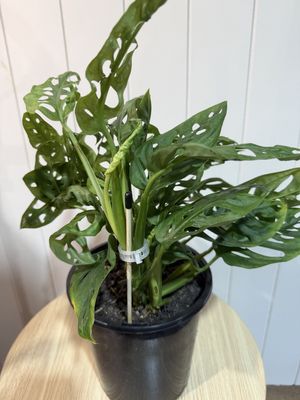 MONSTERA 18cm - MONKEY MASK