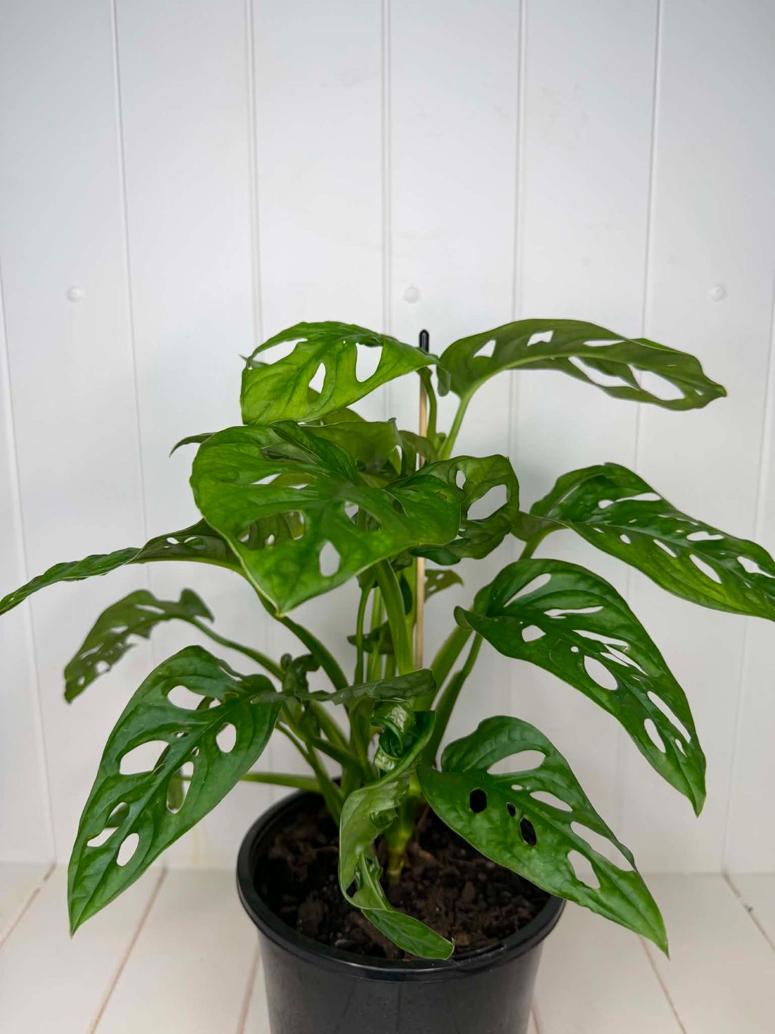 Monstera adansonii 'Monkey Mask' – 180mm Pot