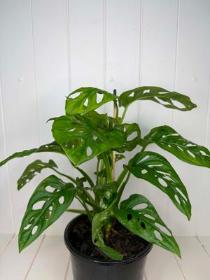 Monstera adansonii 'Monkey Mask' – 180mm Pot