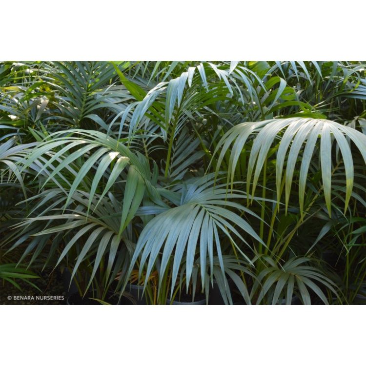 Kentia Palm - HOWEA forsteriana - 40cm