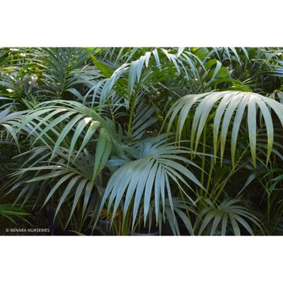 Kentia Palm - HOWEA forsteriana - 40cm