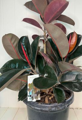 Ficus elastica 'Burgundy' (Rubber Plant) – 30cm Pot