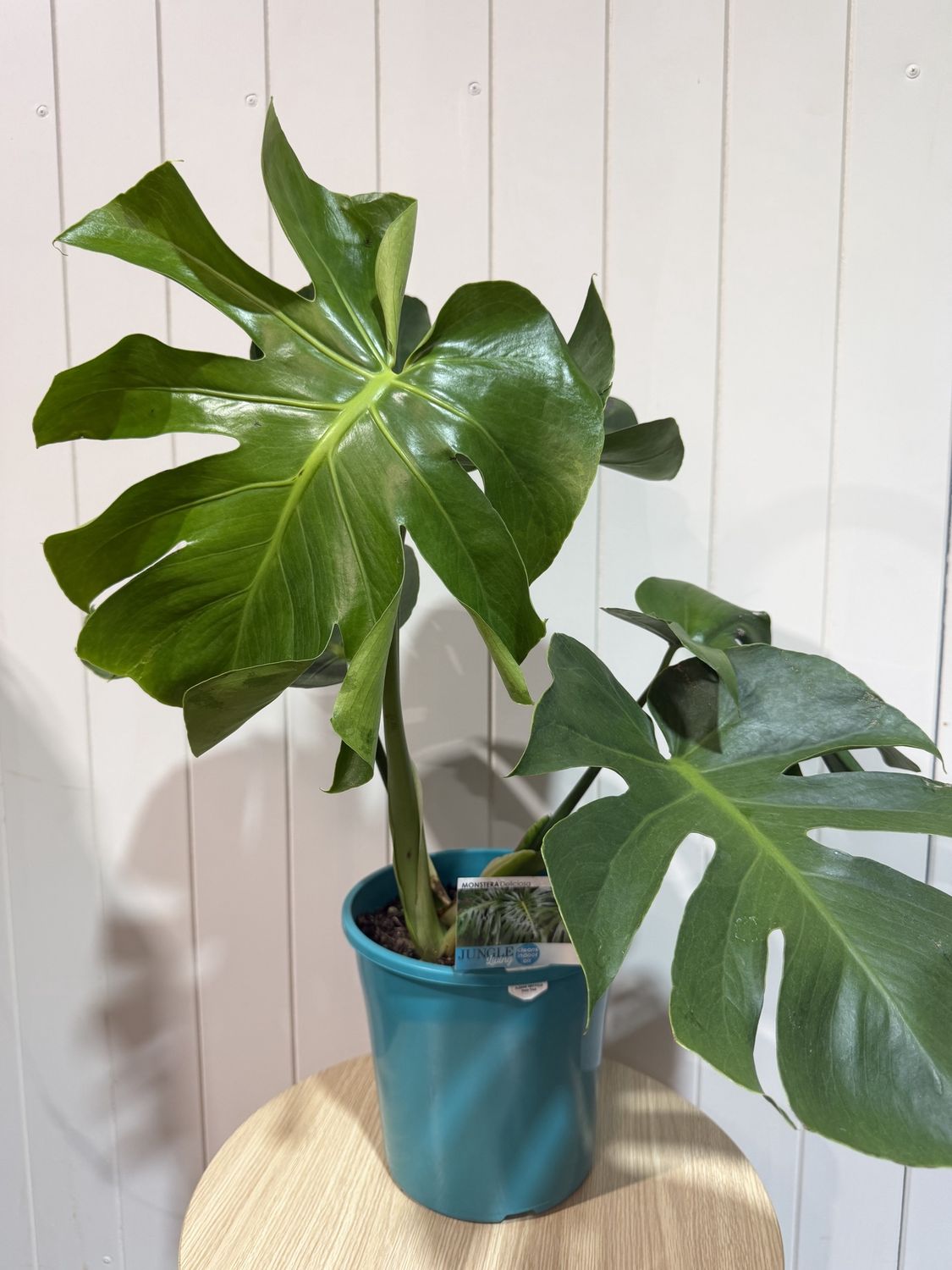 MONSTERA DELICIOSA 140mm