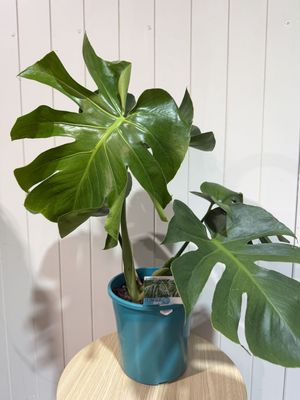 MONSTERA DELICIOSA 140mm