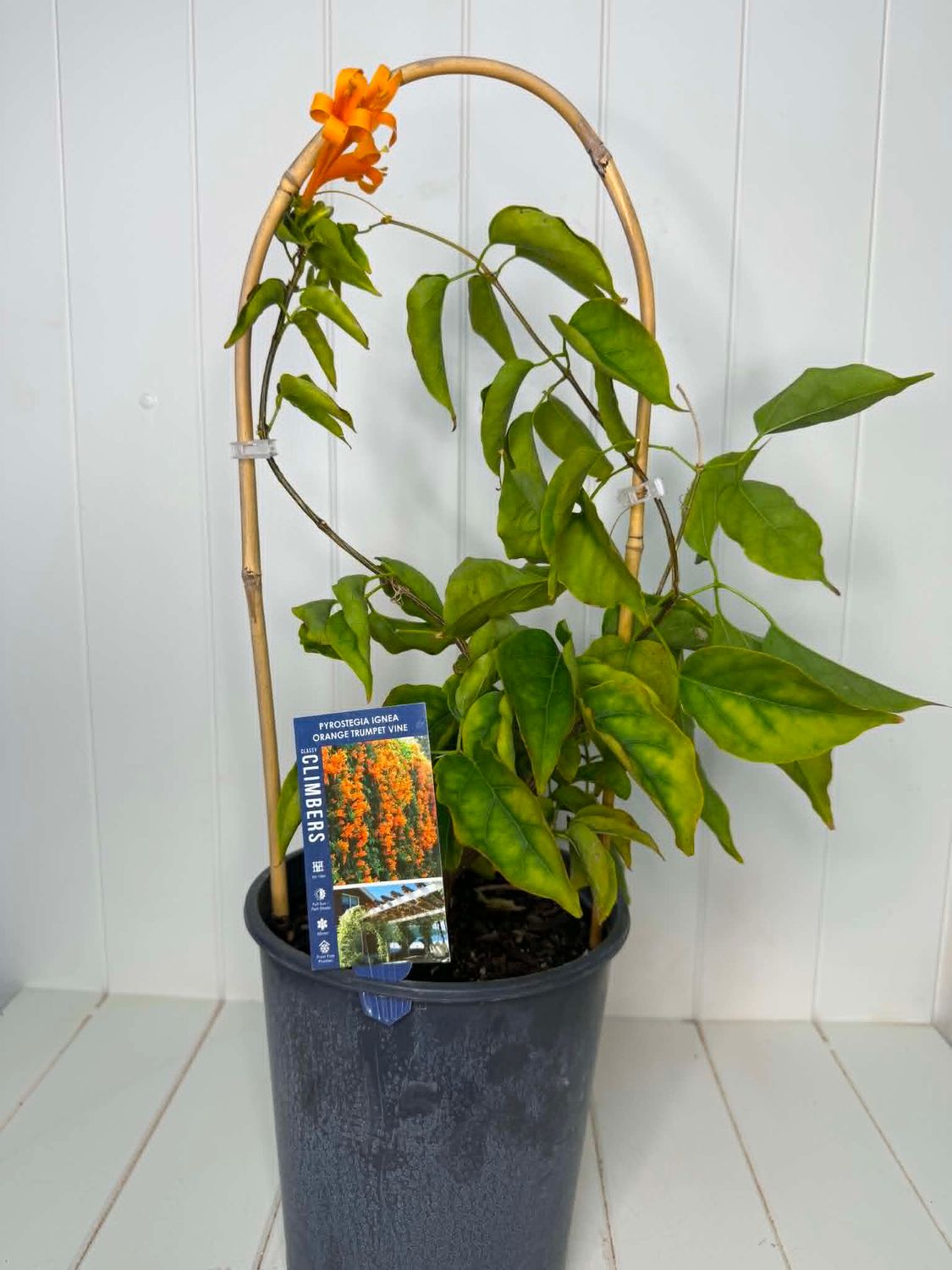 Orange Trumpet Vine -  Pyrostegia ignea - 5 Ltr
