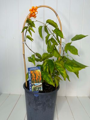 Orange Trumpet Vine -  Pyrostegia ignea - 5 Ltr