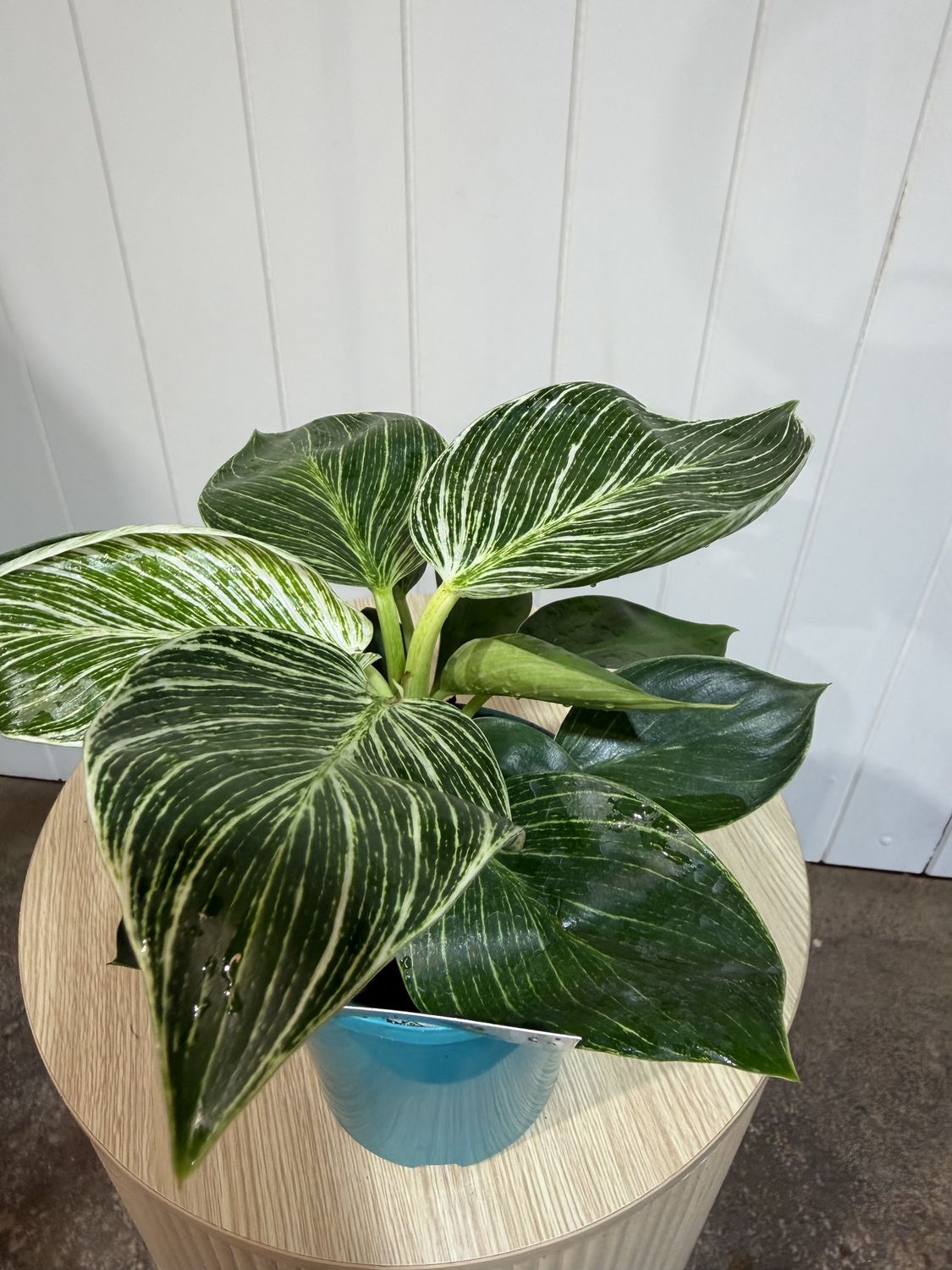Philodendron – Birkin - 140mmv