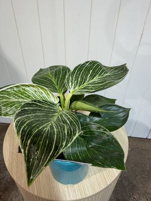 Philodendron – Birkin - 140mmv