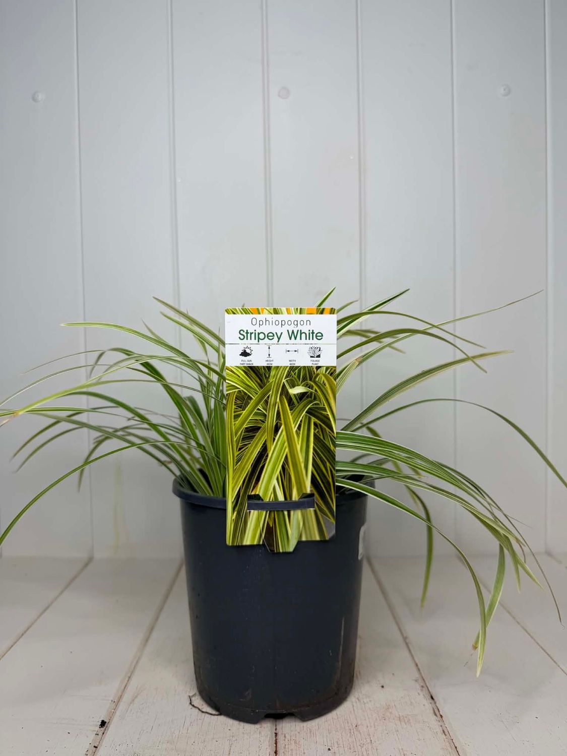 Ophiopogon 'Stripey White' (Variegated Mondo Grass) – 140mm Pot
