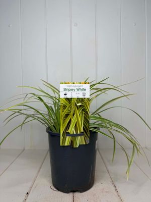 Ophiopogon 'Stripey White' (Variegated Mondo Grass) – 140mm Pot