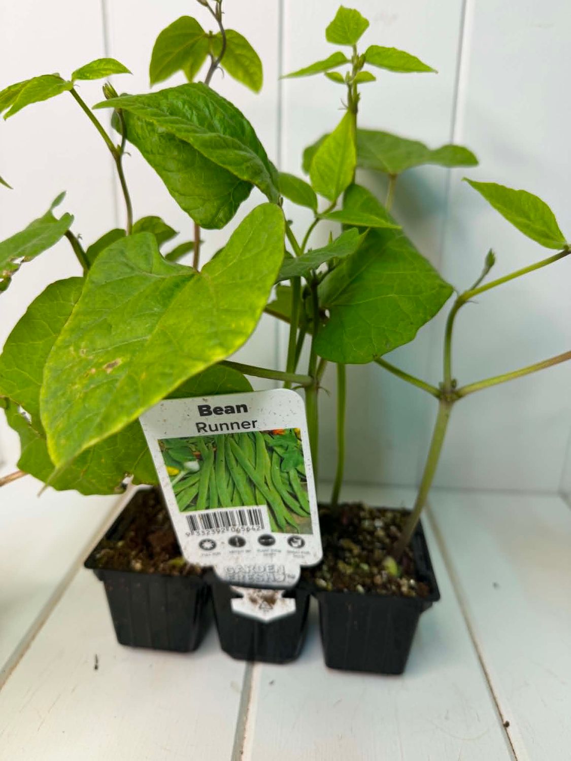 Runner Bean – Seedling Punnet