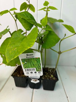 Runner Bean – Seedling Punnet