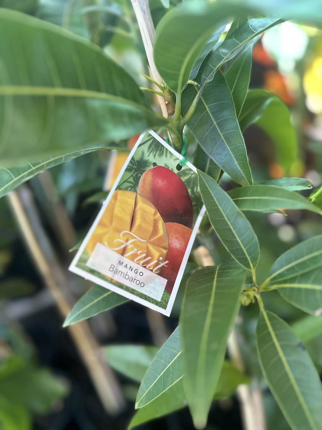 Mango Dwarf Bambaroo - 165ml