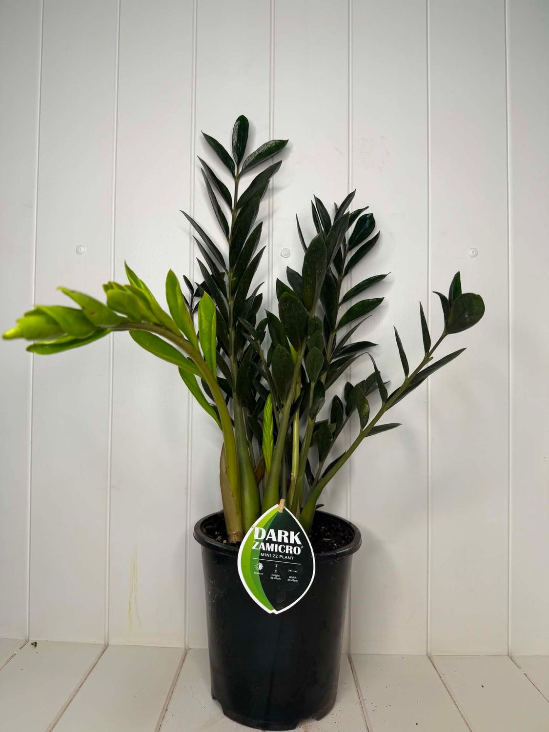 Zamioculcas zamiifolia 'Dark Zamicro' (ZZ Plant) – 180mm Pot
