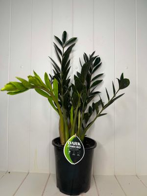 Zamioculcas zamiifolia 'Dark Zamicro' (ZZ Plant) – 180mm Pot