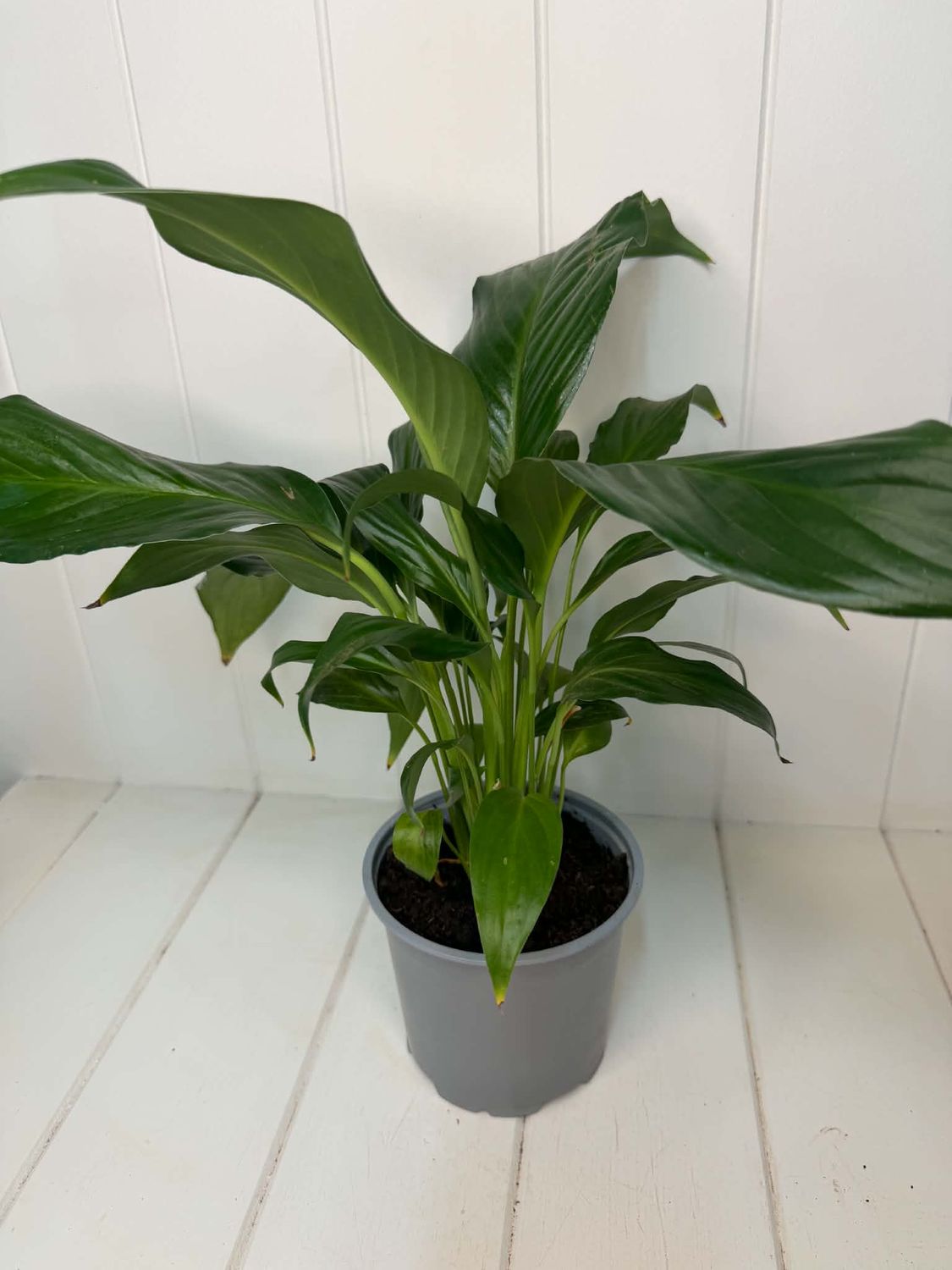 (Peace Lily) Spathiphyllum Variegated - 120mm