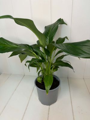 (Peace Lily) Spathiphyllum Variegated - 120mm