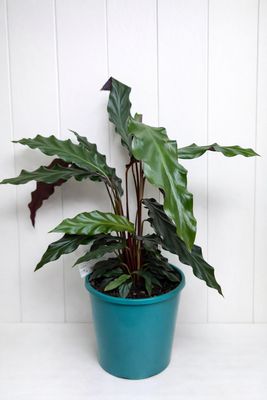 CALATHEA RUFIBARBA 140mm
