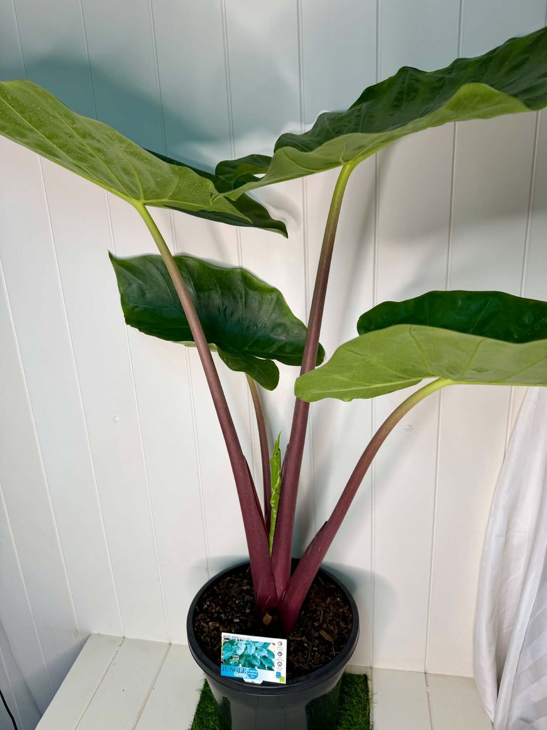 Alocasia 'Imperial Red' - 250mm