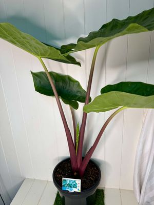 Alocasia 'Imperial Red' - 250mm