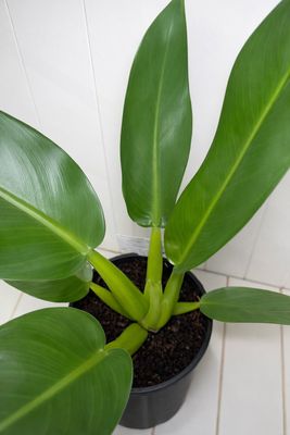 Philodendron Fatboy - 200mm