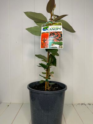 Corymbia ficifolia (Red Flowering Gum) – 5L Pot