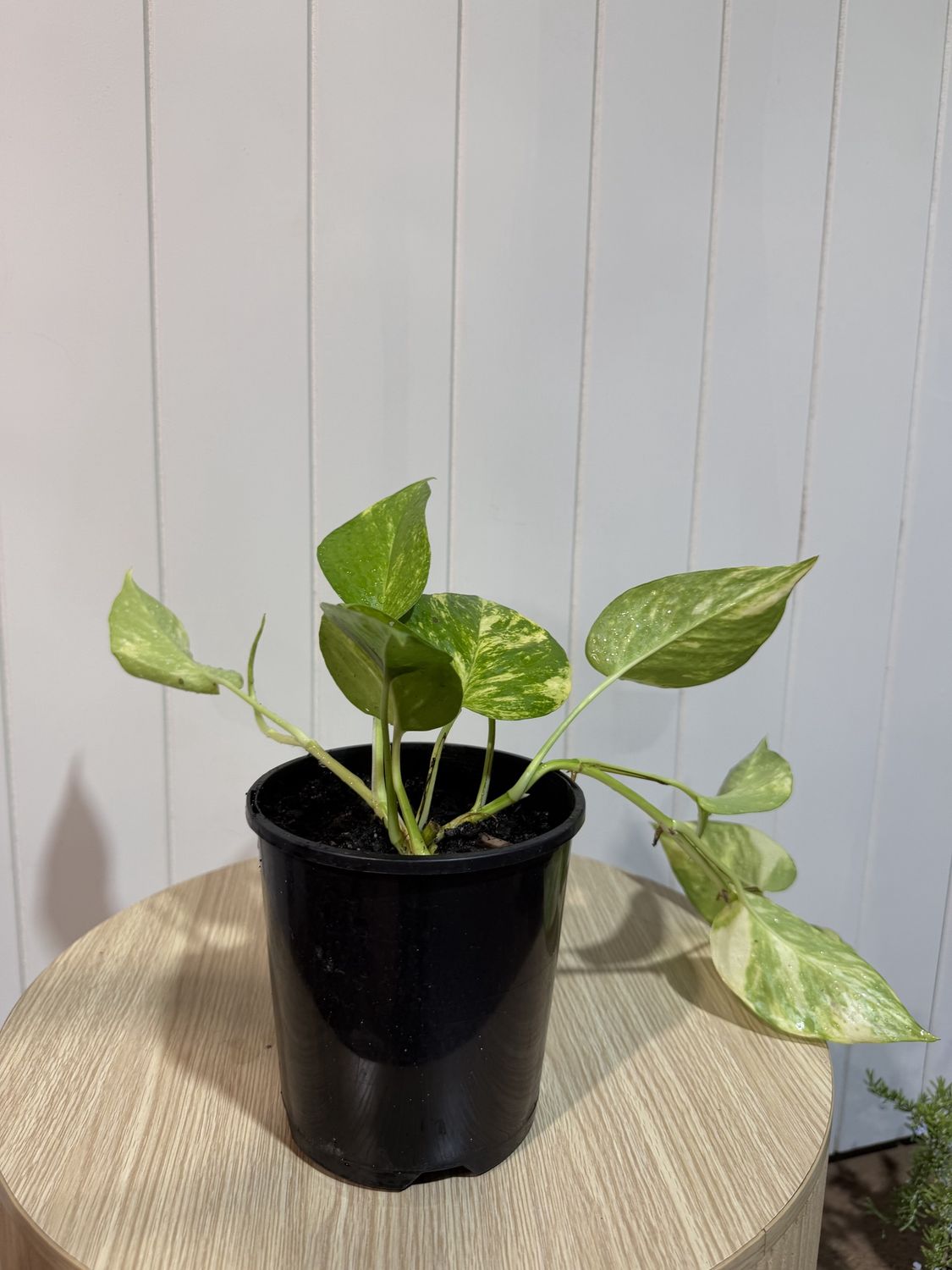 Epipremnum Devil's Ivy - 14cm