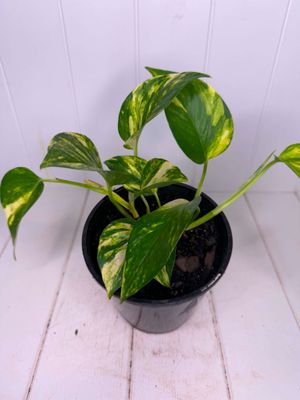 Epipremnum aureum (Devil's Ivy) – 140mm Pot