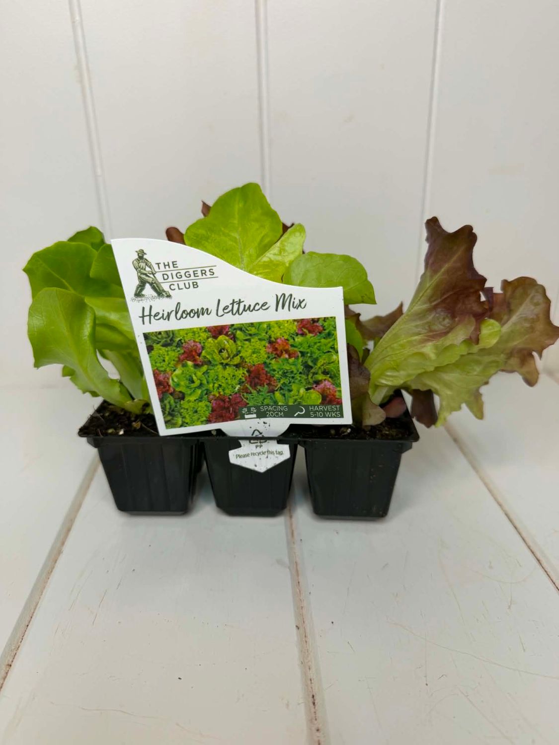 Lettuce 'Heirloom Mix' (Diggers) – Seedling Punnet